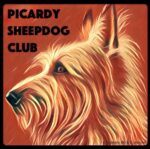 Picardy Sheepdog